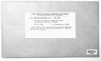 Puccinia recondita image